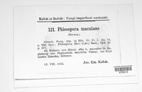 Neophloeospora maculans image